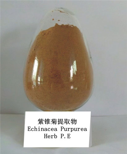 Echinacea Purpurea Extract
